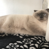 Scottish Fold, Kedi  Minyak bulutut fotoğrafı