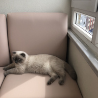 Scottish Fold, Kedi  Minyak bulutut fotoğrafı