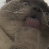 Scottish Fold, Kedi  Minyak bulutut fotoğrafı