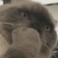 Scottish Fold, Kedi  Minyak bulutut fotoğrafı