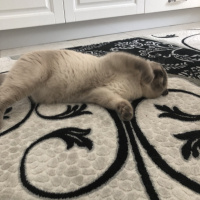 Scottish Fold, Kedi  Minyak bulutut fotoğrafı