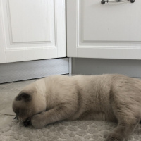 Scottish Fold, Kedi  Minyak bulutut fotoğrafı