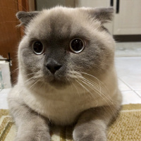 Scottish Fold, Kedi  Minyak bulutut fotoğrafı