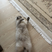 Scottish Fold, Kedi  Minyak bulutut fotoğrafı