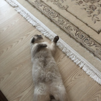 Scottish Fold, Kedi  Minyak bulutut fotoğrafı
