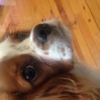 Cavalier King Charles Spanieli, Köpek  Disko fotoğrafı