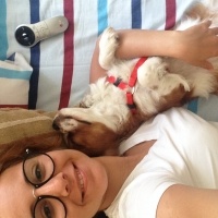 Cavalier King Charles Spanieli, Köpek  Disko fotoğrafı
