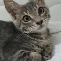 Tekir Kedi, Kedi  Feride fotoğrafı