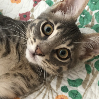 Tekir Kedi, Kedi  Feride fotoğrafı