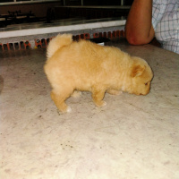 Pomeranyalı, Köpek  Fox fotoğrafı