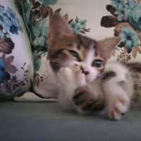 Tekir Kedi, Kedi  Biz boncuk diyoruz fotoğrafı