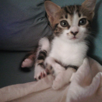 Tekir Kedi, Kedi  Biz boncuk diyoruz fotoğrafı