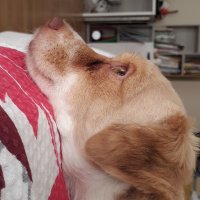 Pappilon, Köpek  Slinky fotoğrafı