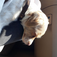 Pappilon, Köpek  Slinky fotoğrafı