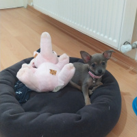 Chihuahua, Köpek  Alice fotoğrafı