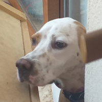 Pointer, Köpek  Meks fotoğrafı