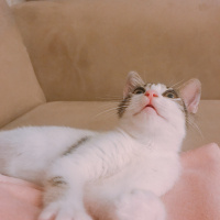 Ankara Kedisi, Kedi  Bal fotoğrafı