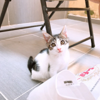 Ankara Kedisi, Kedi  Bal fotoğrafı
