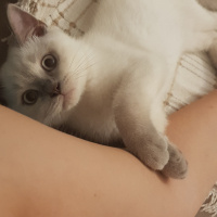 British Shorthair, Kedi  Lokum fotoğrafı