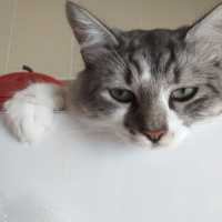Tekir Kedi, Kedi  Zıppır Duman fotoğrafı