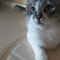 Tekir Kedi, Kedi  Zıppır Duman fotoğrafı