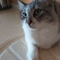 Tekir Kedi, Kedi  Zıppır Duman fotoğrafı