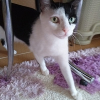 Tekir Kedi, Kedi  Zıppır Duman fotoğrafı