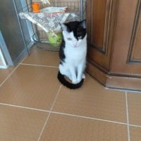Tekir Kedi, Kedi  Zıppır Duman fotoğrafı