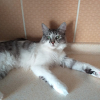 Tekir Kedi, Kedi  Zıppır Duman fotoğrafı