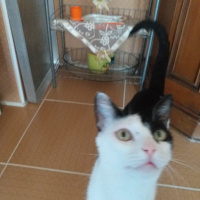 Tekir Kedi, Kedi  Zıppır Duman fotoğrafı