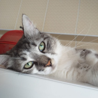 Tekir Kedi, Kedi  Zıppır Duman fotoğrafı