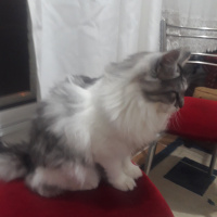 Tekir Kedi, Kedi  Zıppır Duman fotoğrafı