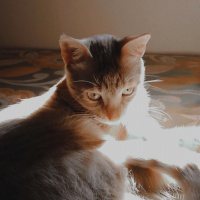 Sarman, Kedi  Mars fotoğrafı