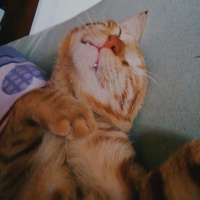 Sarman, Kedi  Mars fotoğrafı
