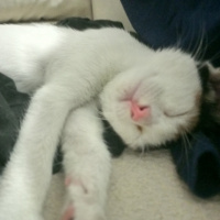 Tekir Kedi, Kedi  Ayşenur fotoğrafı