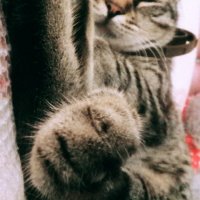 Tekir Kedi, Kedi  Boncuk fotoğrafı