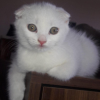 Scottish Fold, Kedi  gofret fotoğrafı