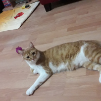 Tekir Kedi, Kedi  Ayaz fotoğrafı