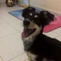 Pappilon, Köpek  ÇİRKİN fotoğrafı