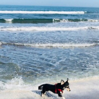 Pappilon, Köpek  ÇİRKİN fotoğrafı