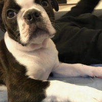 Boston Terrier, Köpek  Oli fotoğrafı
