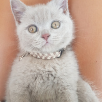 British Shorthair, Kedi  Hera fotoğrafı