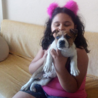 Amerikan Pitbull Terrier, Köpek  yok fotoğrafı
