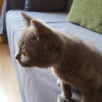British Shorthair, Kedi  Duman fotoğrafı