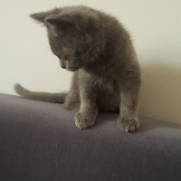 British Shorthair, Kedi  Duman fotoğrafı