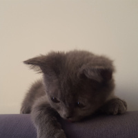 British Shorthair, Kedi  Duman fotoğrafı