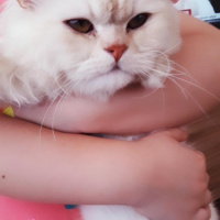 Chinchilla, Kedi  Mia fotoğrafı