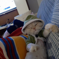 Chinchilla, Kedi  Mia fotoğrafı