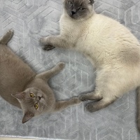 Tavşan, Kemirgen  BADEM fotoğrafı