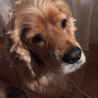 Amerikan Cocker Spaniel, Köpek  Papi pudsey fotoğrafı